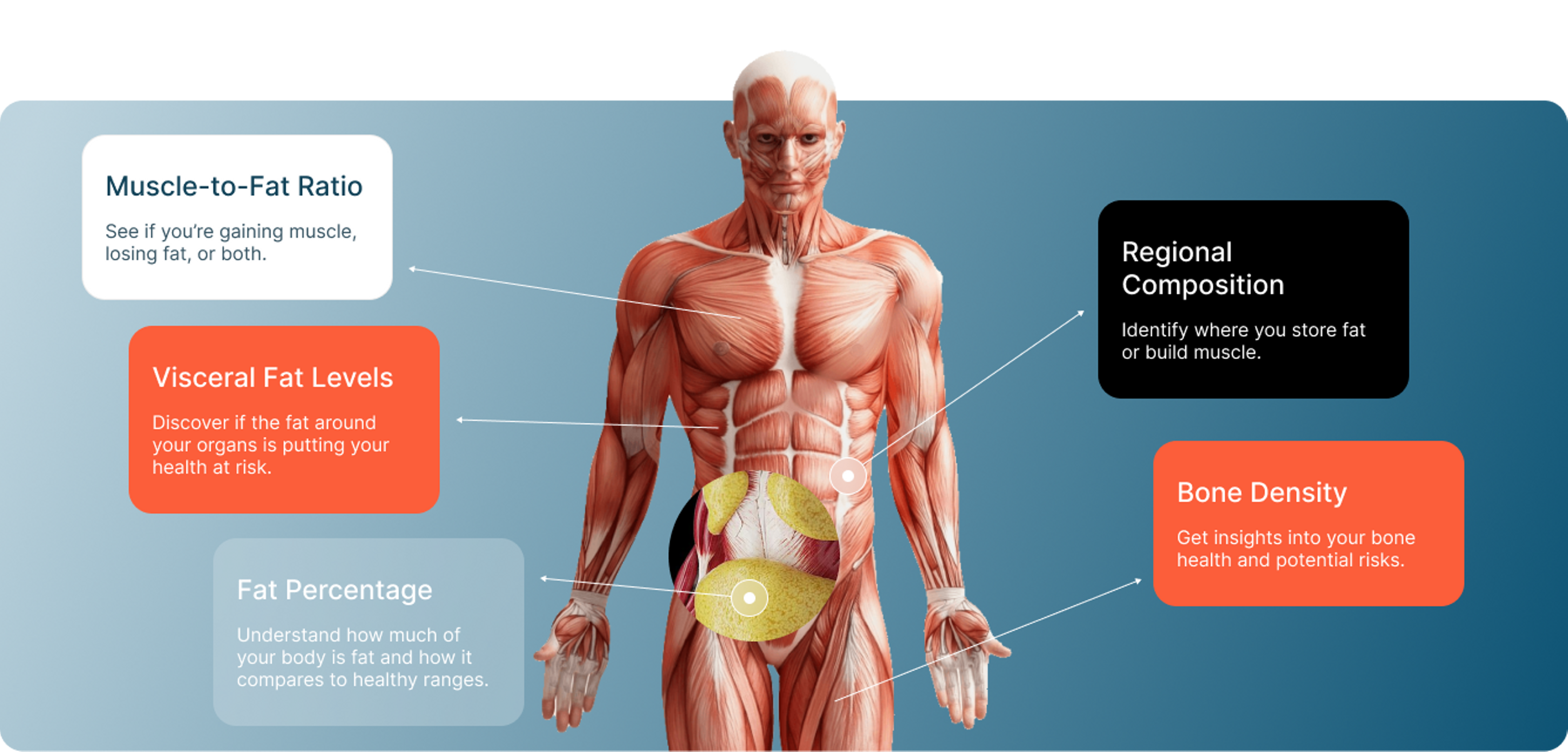 Body Composition